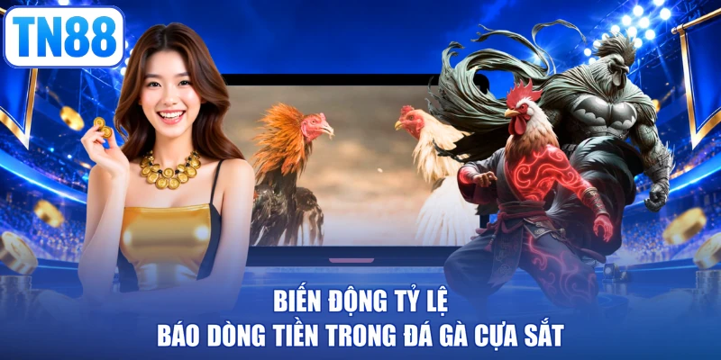 Biến động tỷ lệ báo dòng tiền trong đá gà cựa sắt