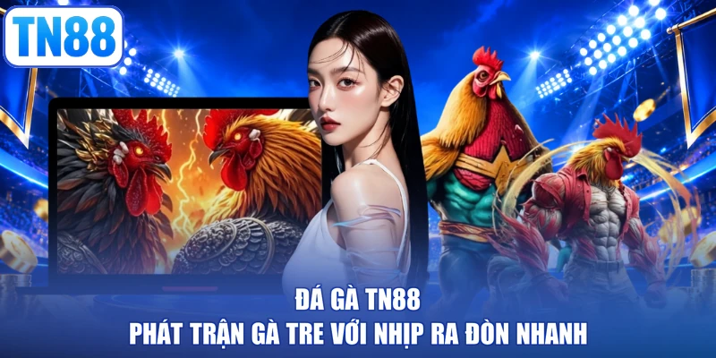 Đá gà TN88 phát trận gà tre với nhịp ra đòn nhanh